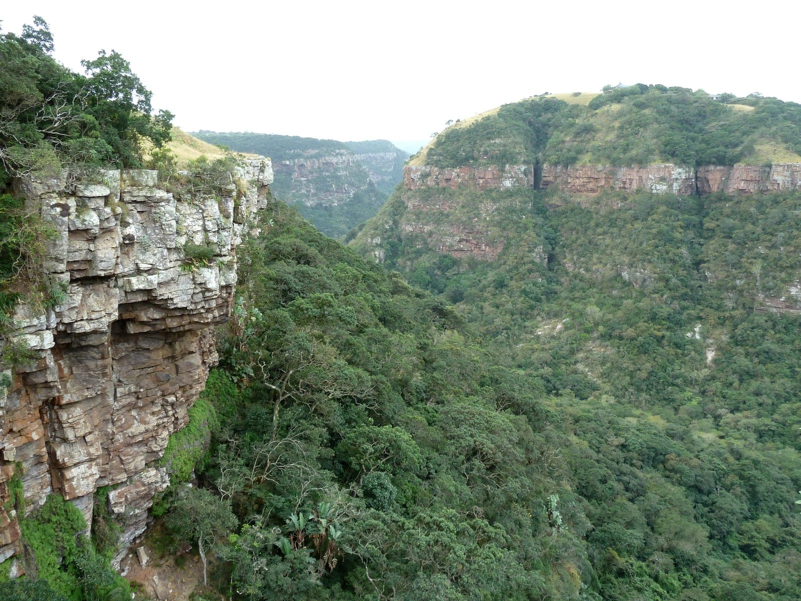 Looking out from a viewpoint over the forested gorge in Krantzkloof Nature Reserve